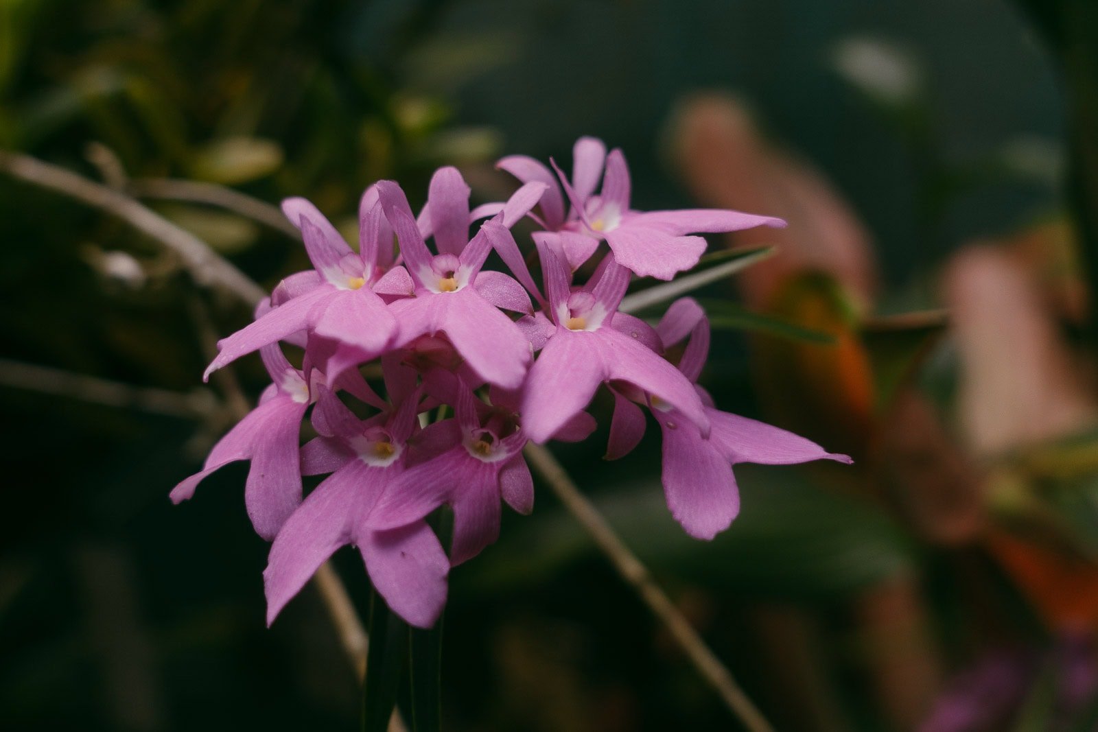  A cluster of small, vibrant pink flowers with elongated petals, blooming against a blurred green and brown background of foliage. 
