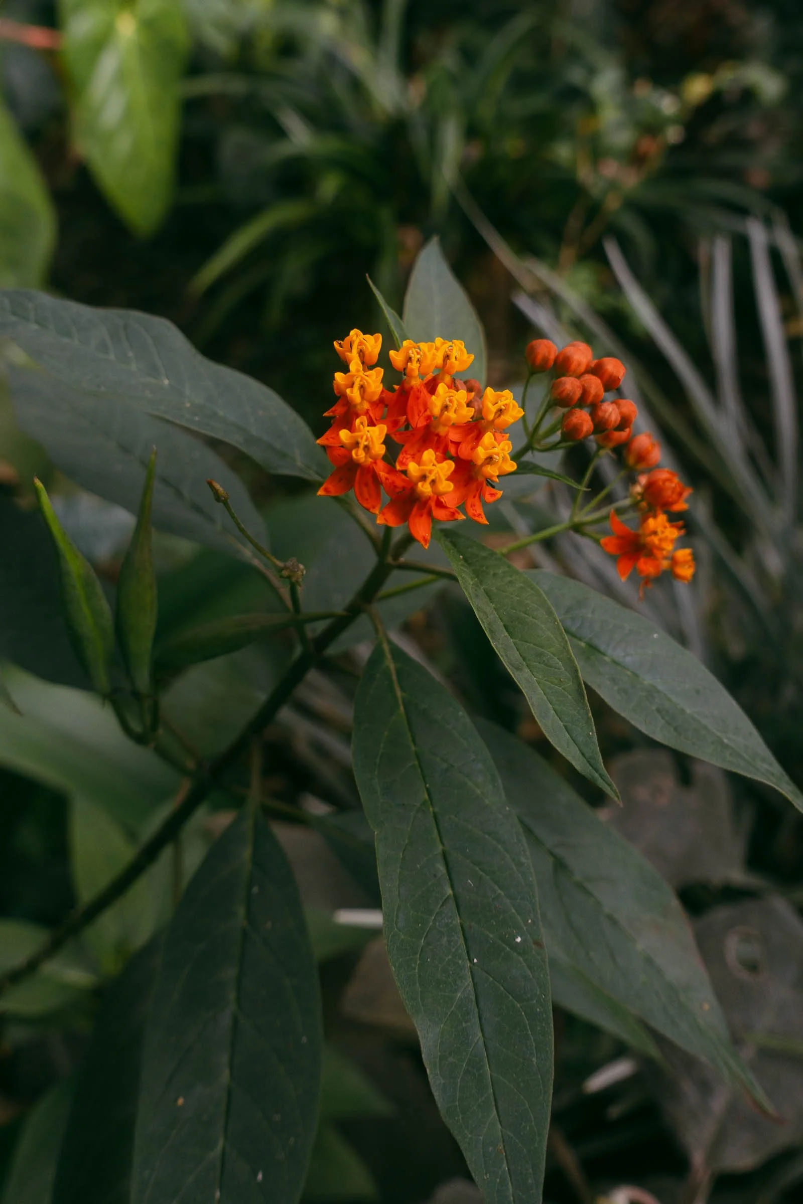  A close-up of a plant with clusters of small, bright orange and yellow flowers surrounded by long, slender green leaves, set against a blurred background of foliage. 