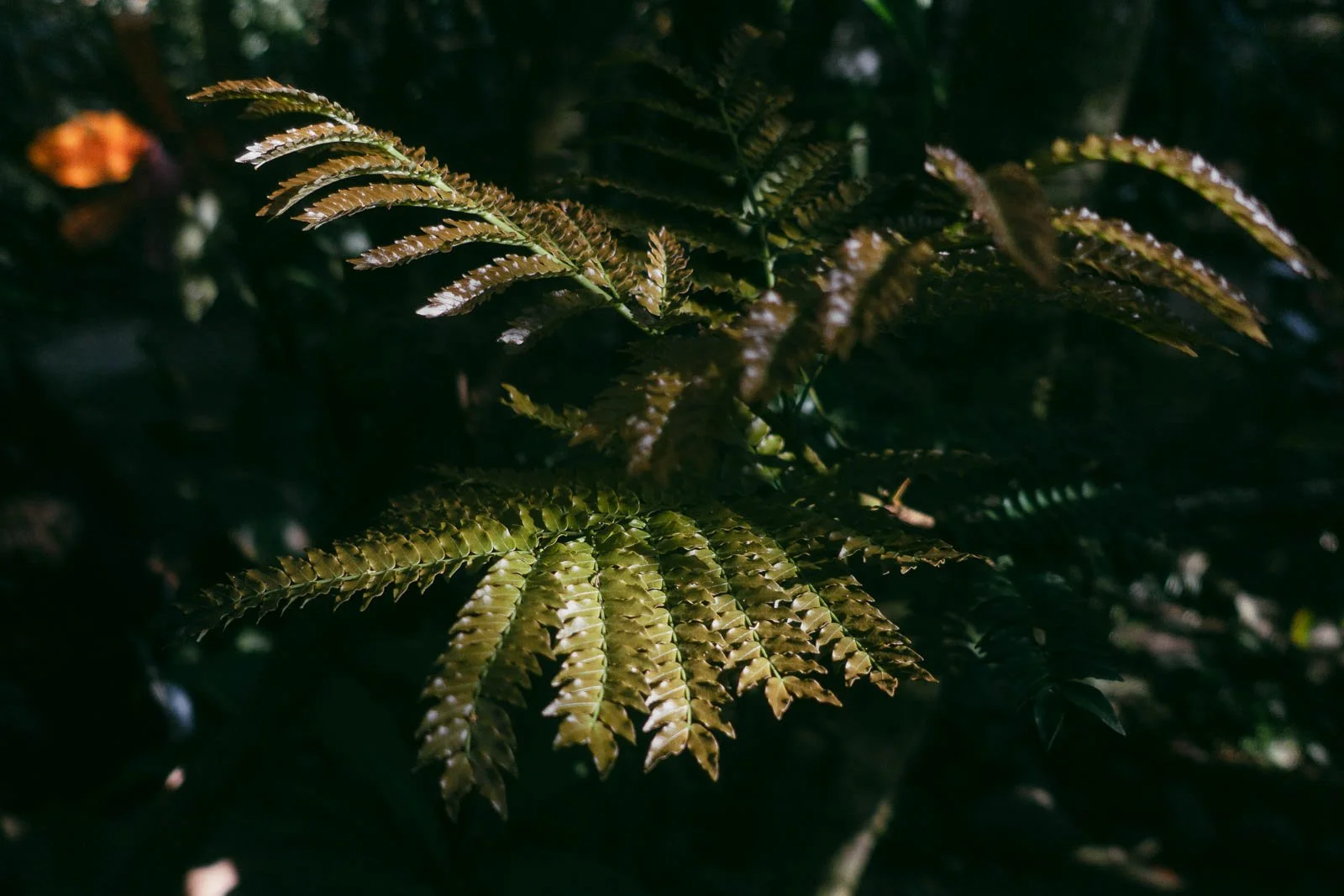  A close-up of fern leaves catching sunlight, with their jagged edges highlighted. The background is dark and out of focus, creating a contrast that emphasizes the bright green leaves. 