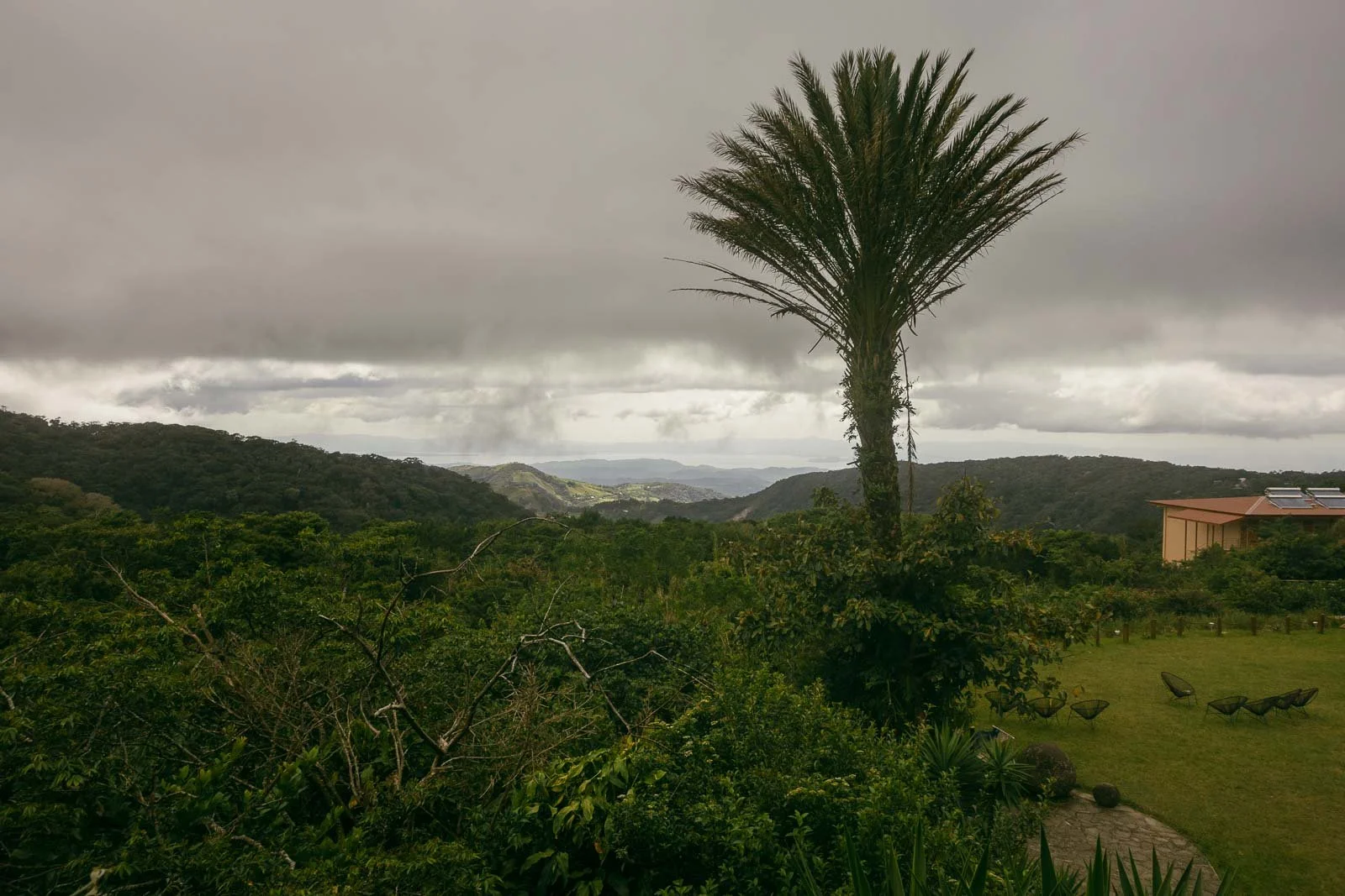  A tall palm tree stands amidst lush green foliage with rolling hills and a distant body of water under a cloudy, overcast sky. A building with a red roof is visible on the right. 