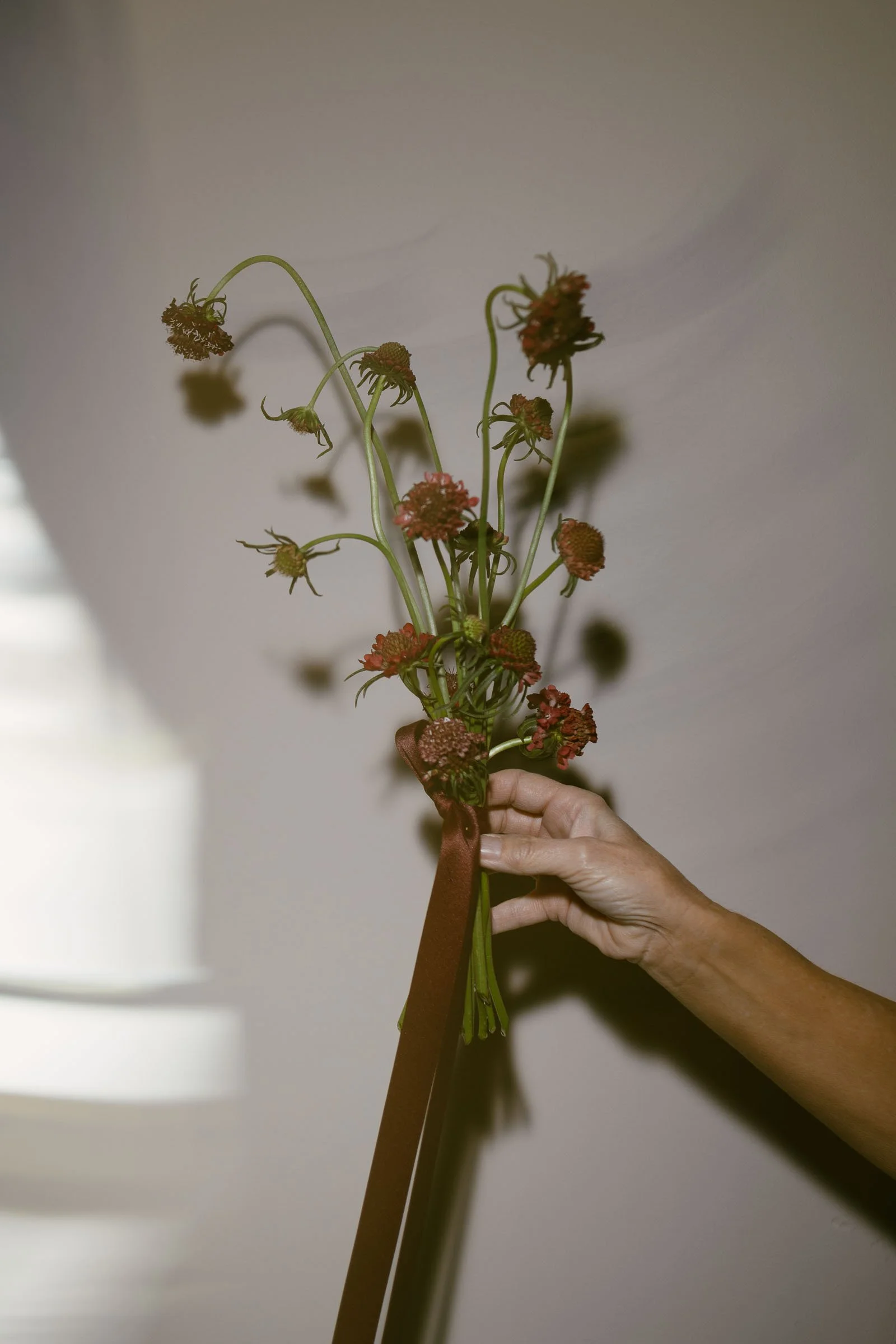 A hand holds a bouquet of wild, wilting flowers with long green stems and reddish-brown blooms, tied together with a brown ribbon against a plain light background.