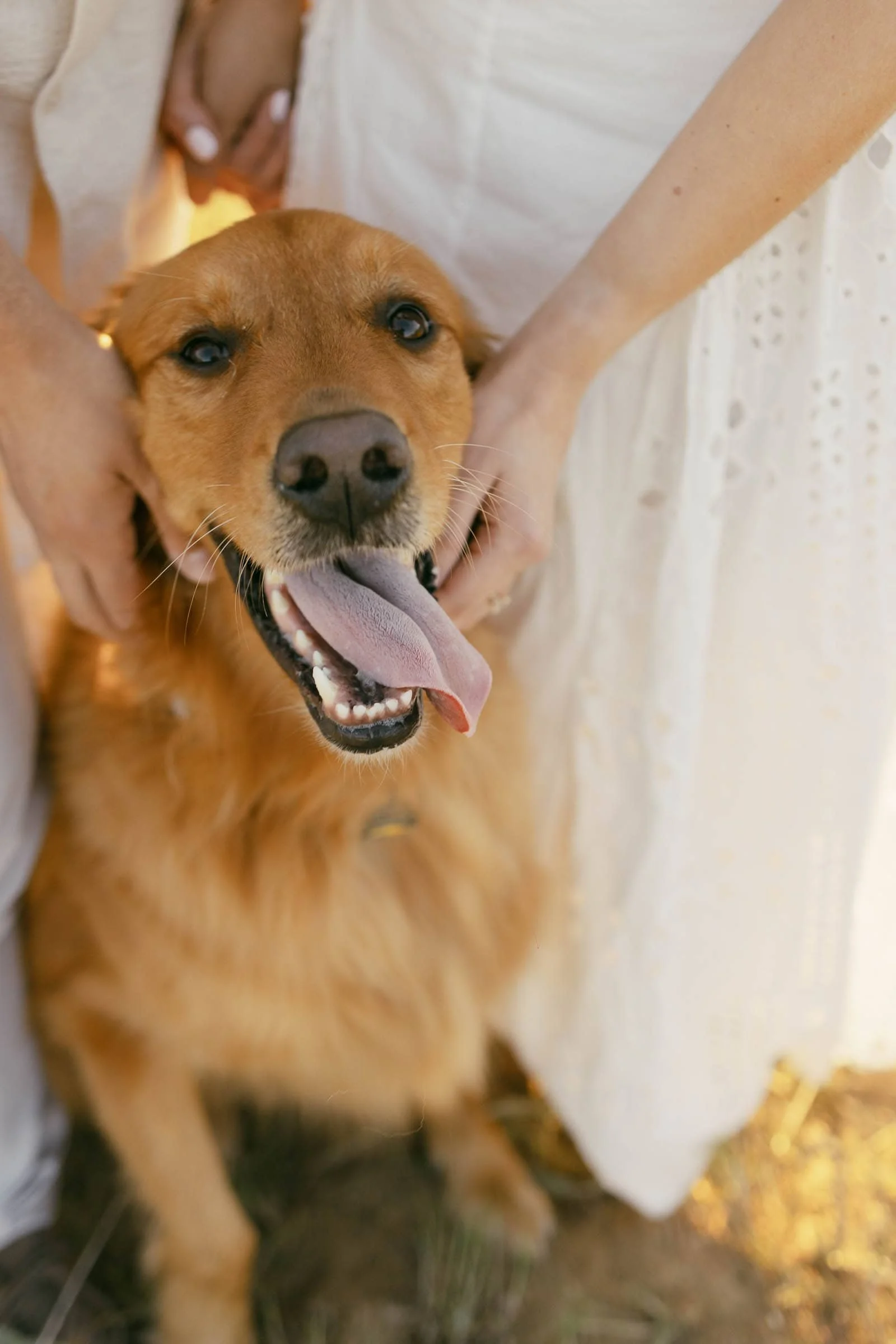  A golden retriever faces the camera with its mouth open and tongue out, ears up, while two people in light-colored clothing frame its face with their hands on either side. 