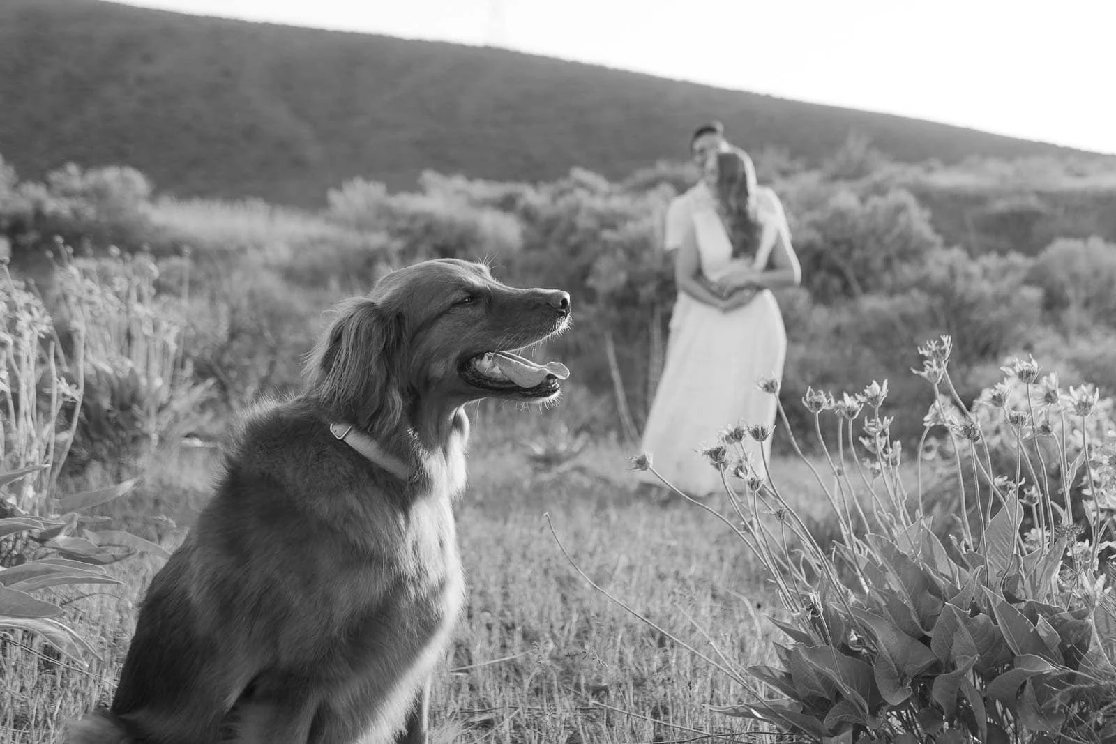 A golden retriever sits in the grass with its mouth open, looking toward the camera. In the soft-focus background, a couple in light-colored attire stands close together among shrubs and open hills. The image is in black and white.