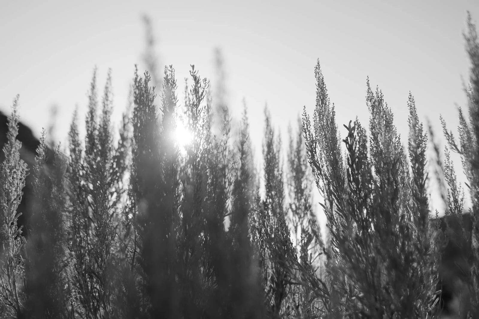  Sunlight shining through tall, feathery sagebrush. 
