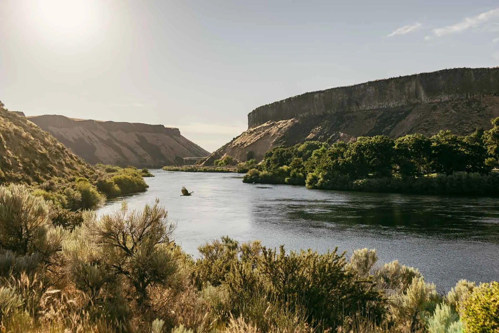  A bird flies over the Boise River flowing between high, arid canyon walls. 
