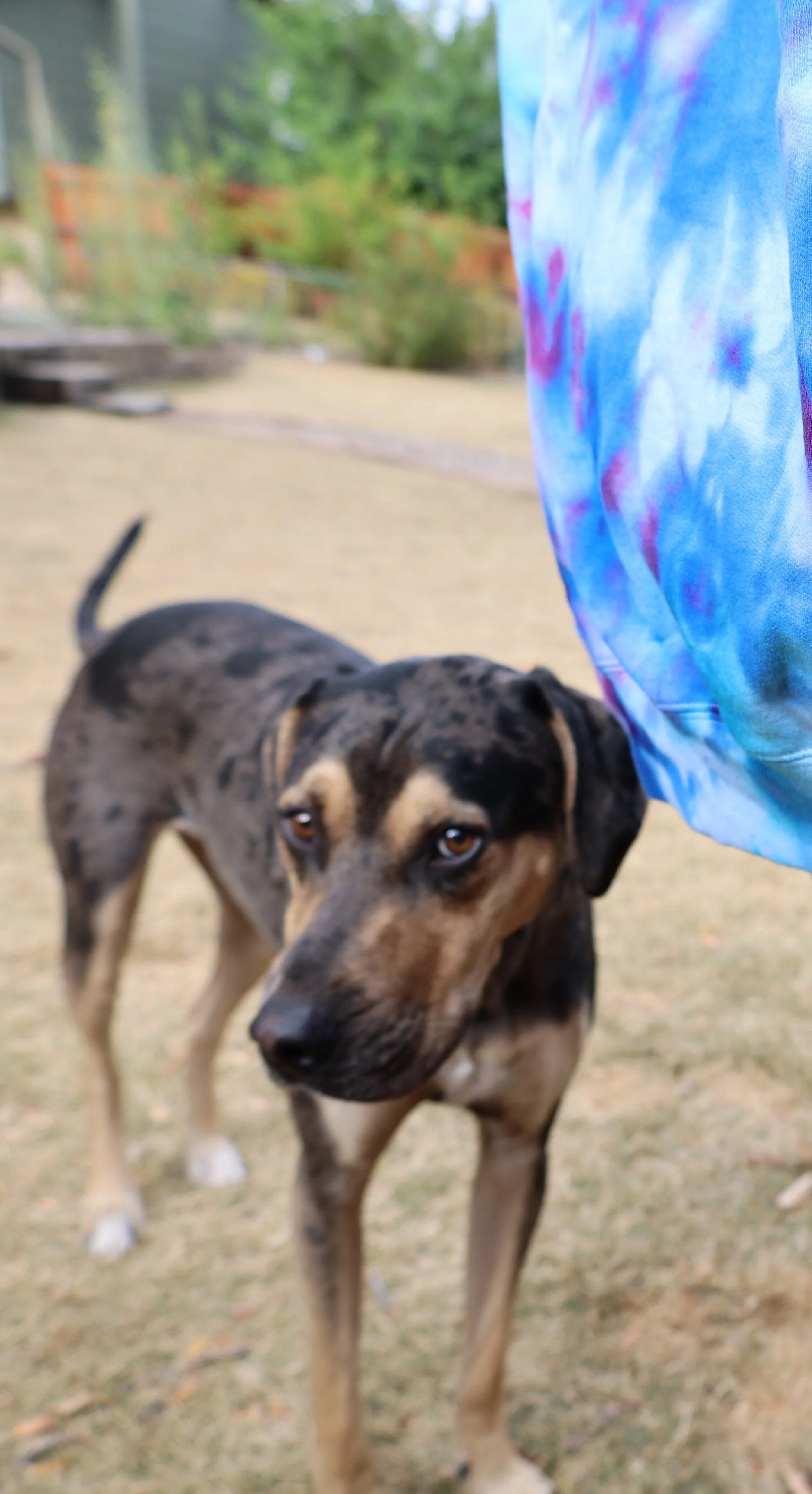 jax w tie dye.JPG