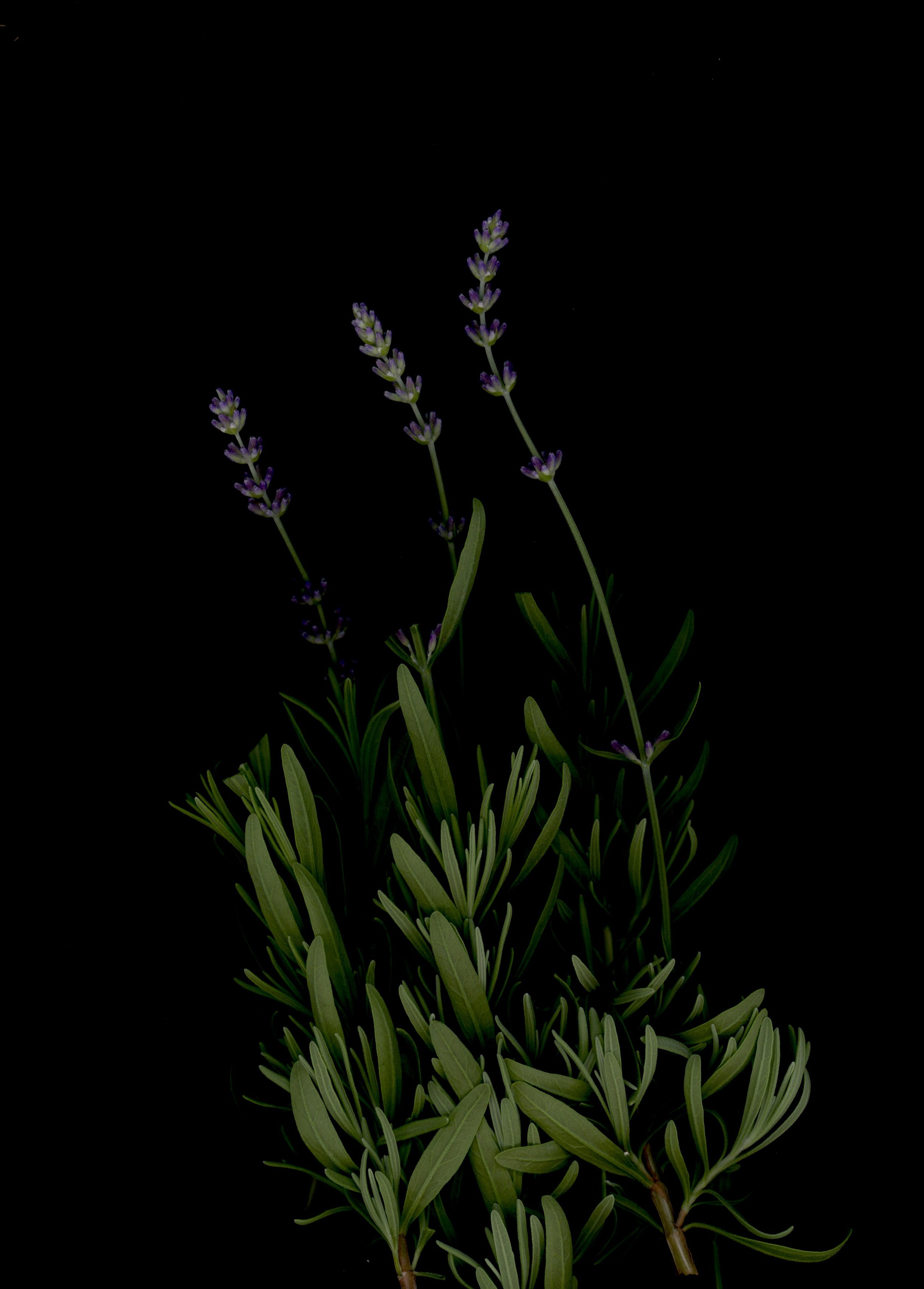 LavenderFineAOP.jpeg