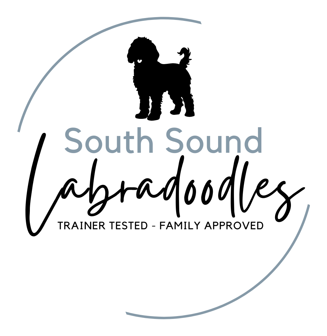 South Sound Labradoodles