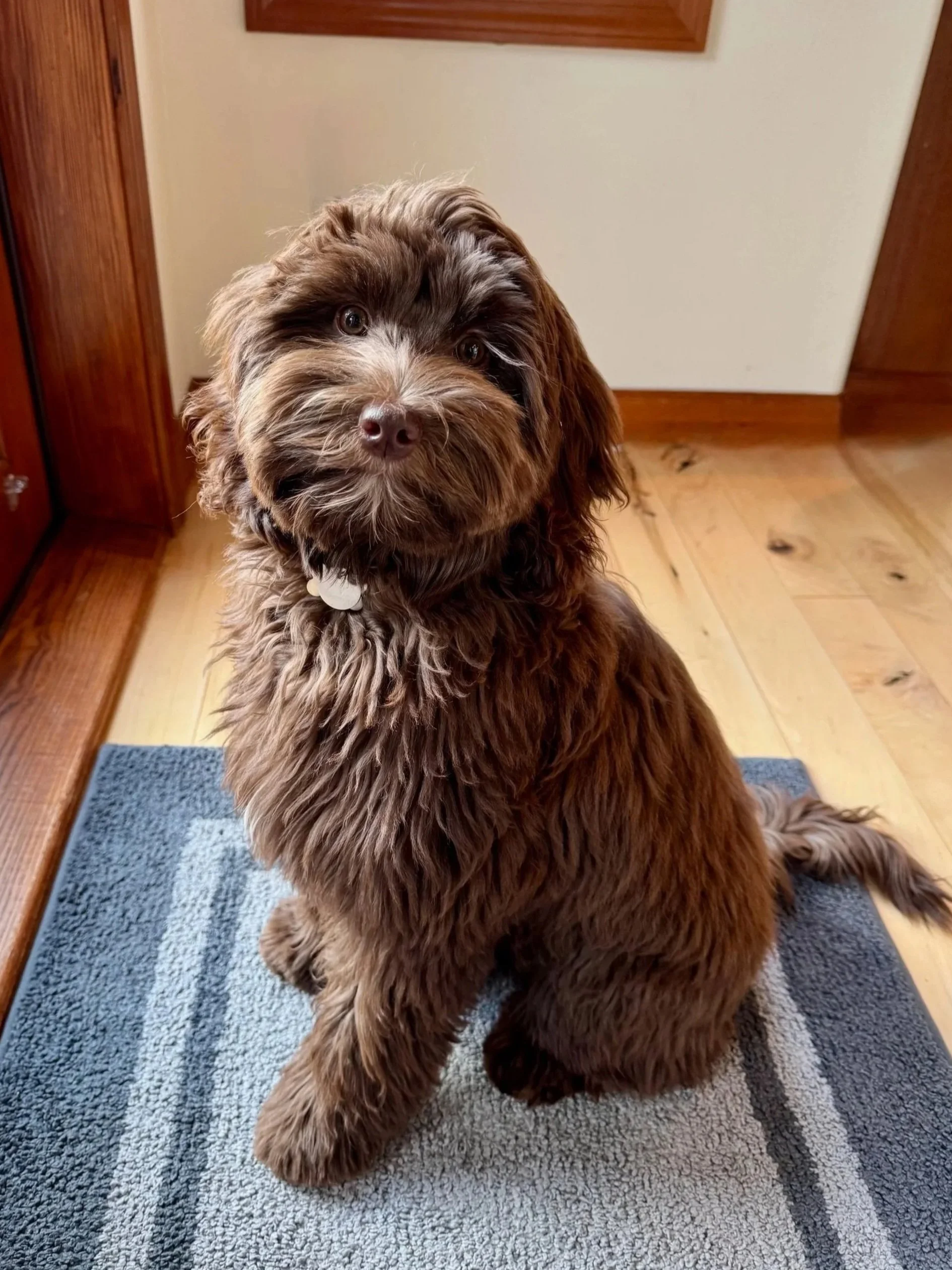 loving labradoodle puppy