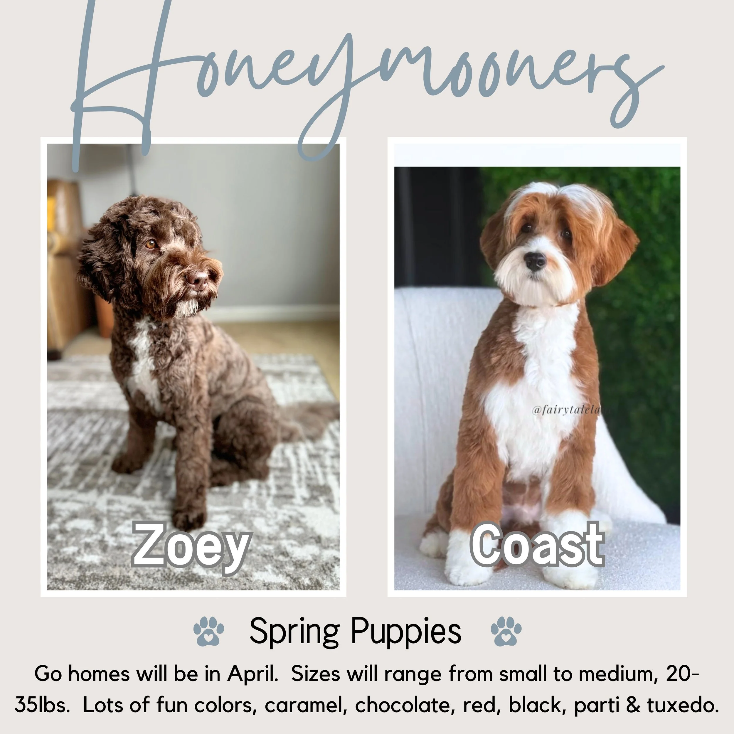 Labradoodle puppies