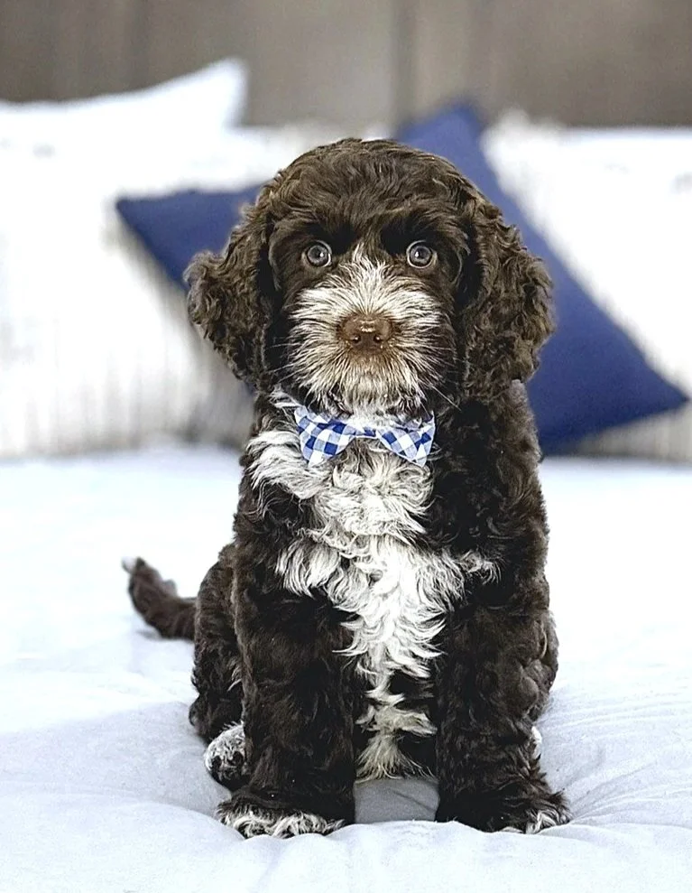Labradoodle puppy