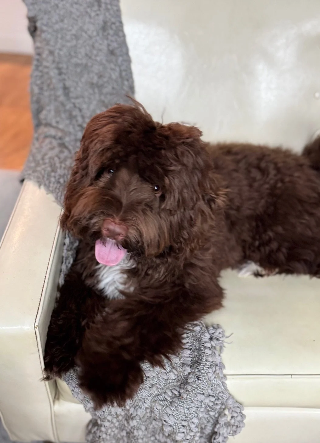 A brown, curly-haired puppy with a white chest, sitting on a beige chair with a gray blanket draped over the side. The puppy has its tongue out and looking up.