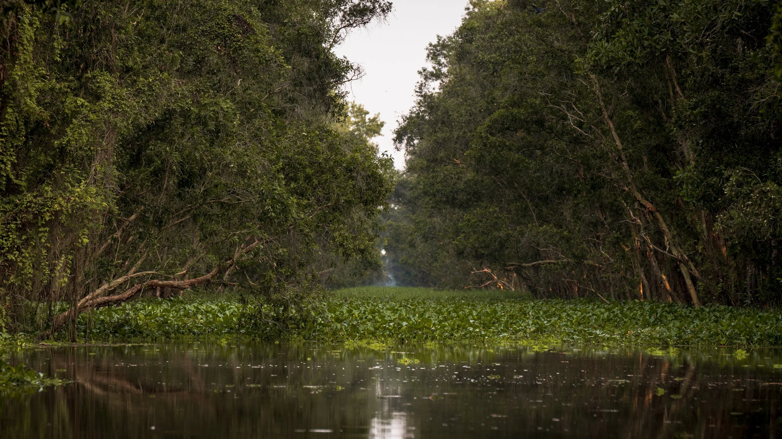 Climate Resilient by Nature