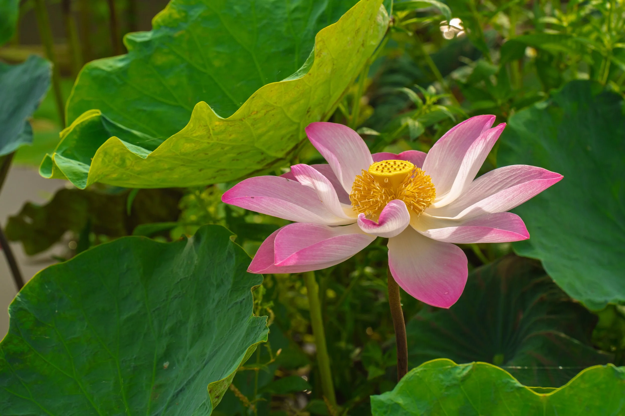 Resilient as the lotus — Climate Resilient by Nature
