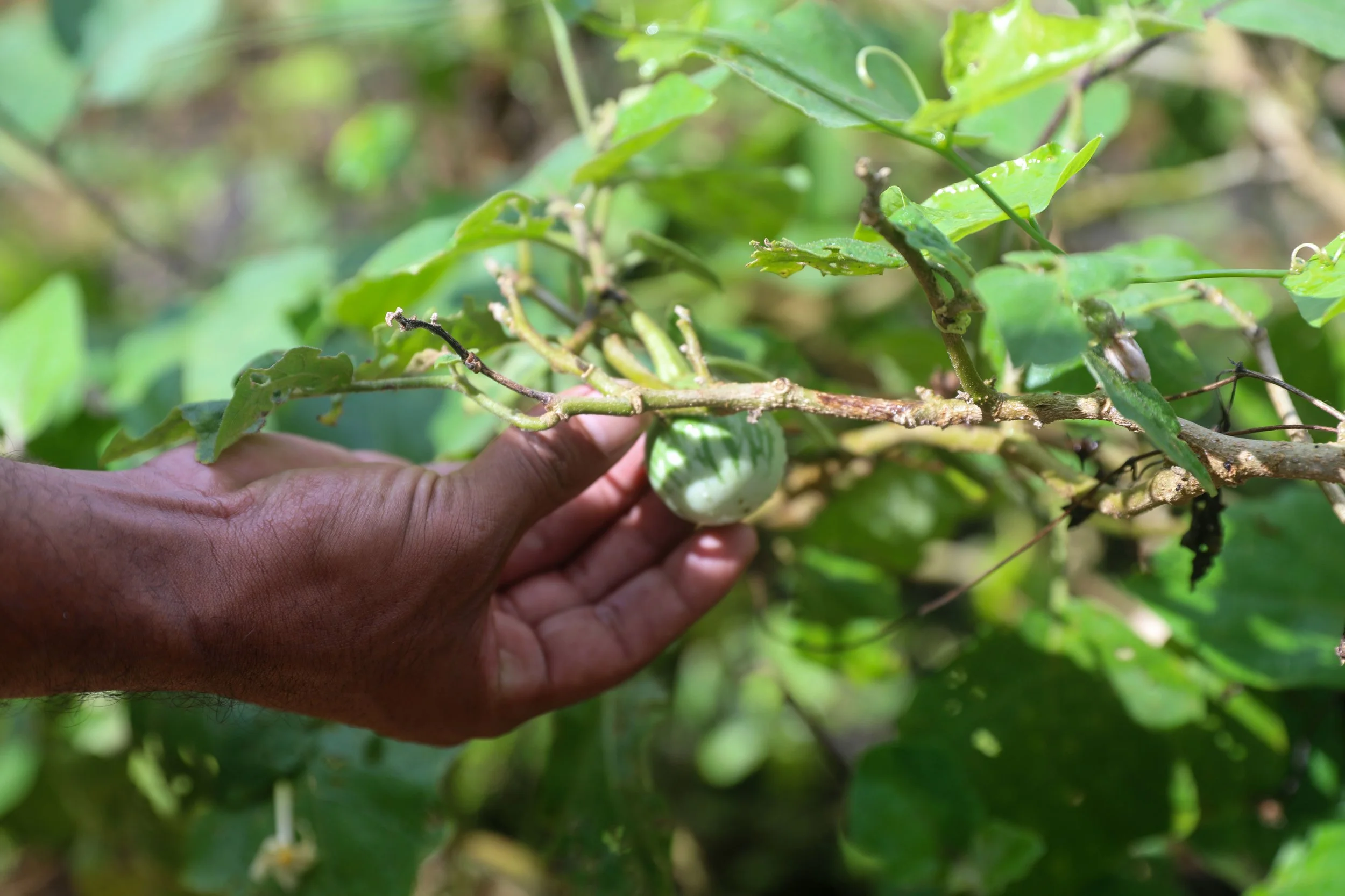 A local variety of eggplants that Jose will soon harvest © WWF-Australia/Veronica Joseph