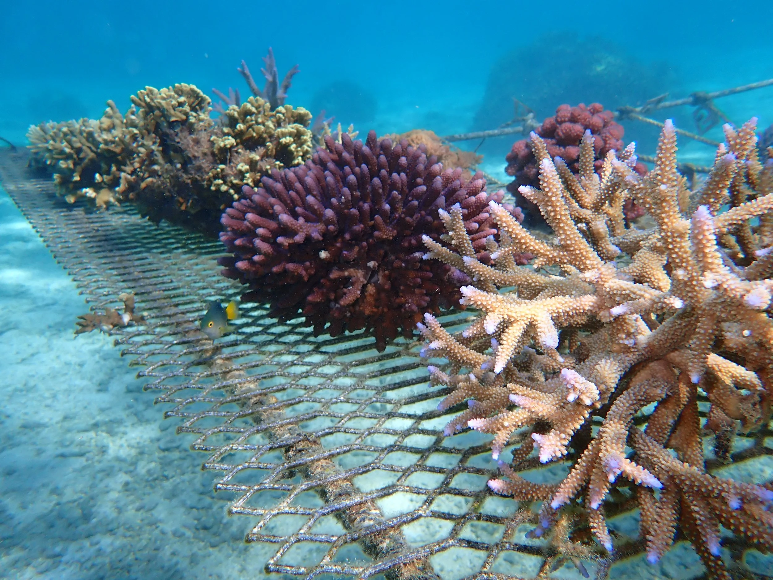 Community-led Coral Reef Restoration: Community, Corals and Chickens ...