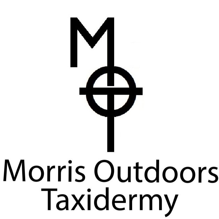 Morris Outdoors Taxidermy