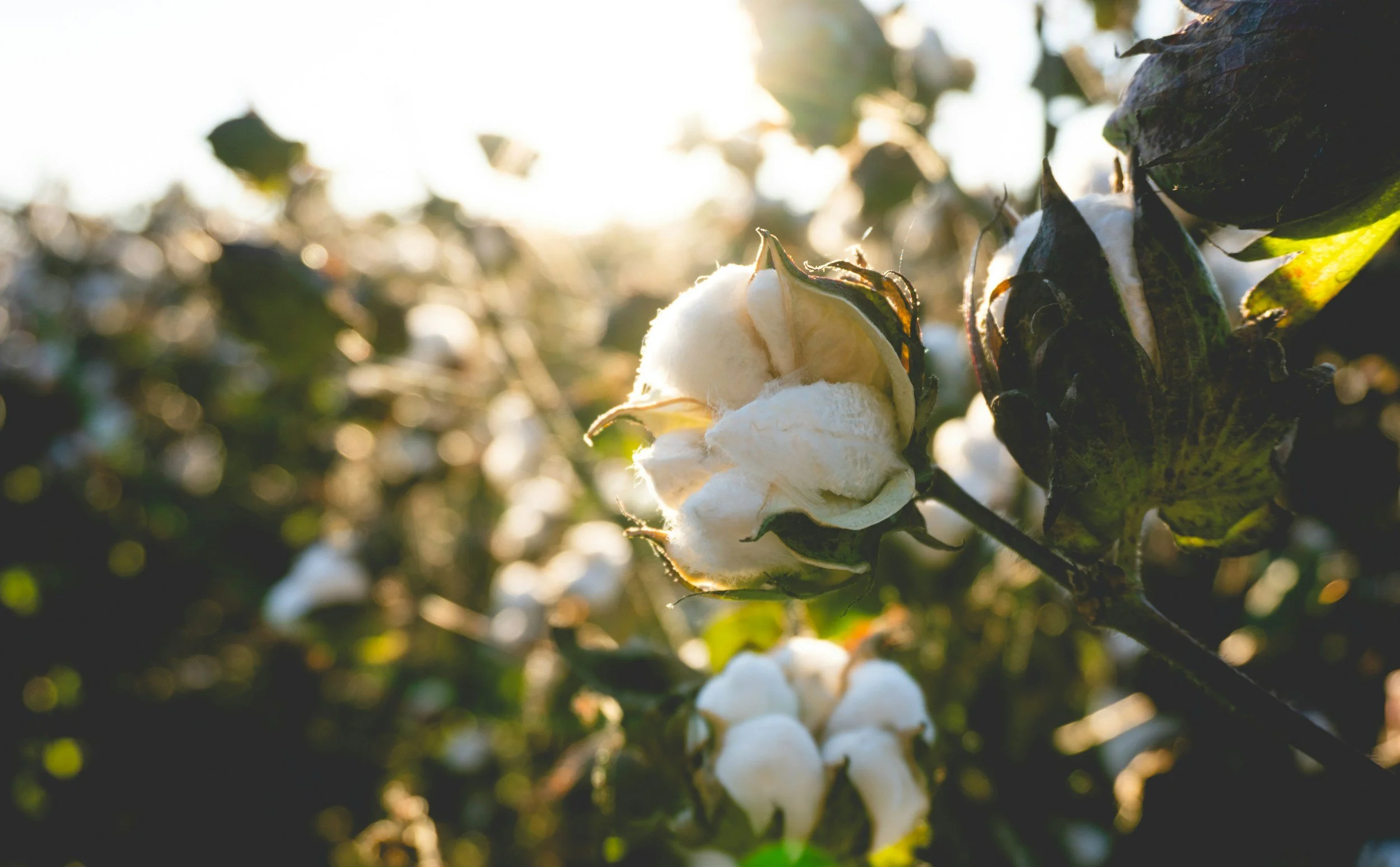 Cotton Australia Classroom Resources