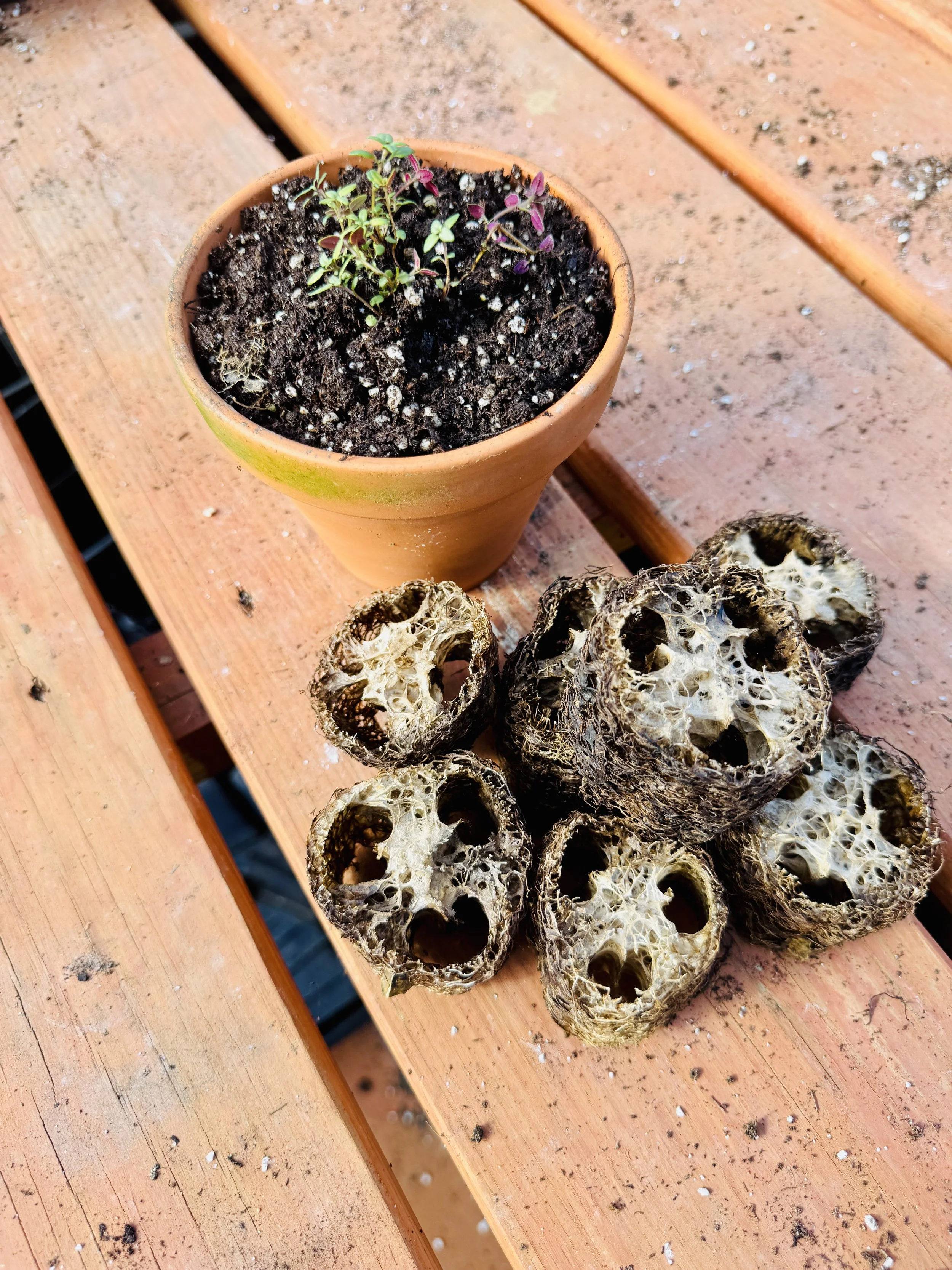 Luffa Slices Grade C - Set of 100 (bulk)