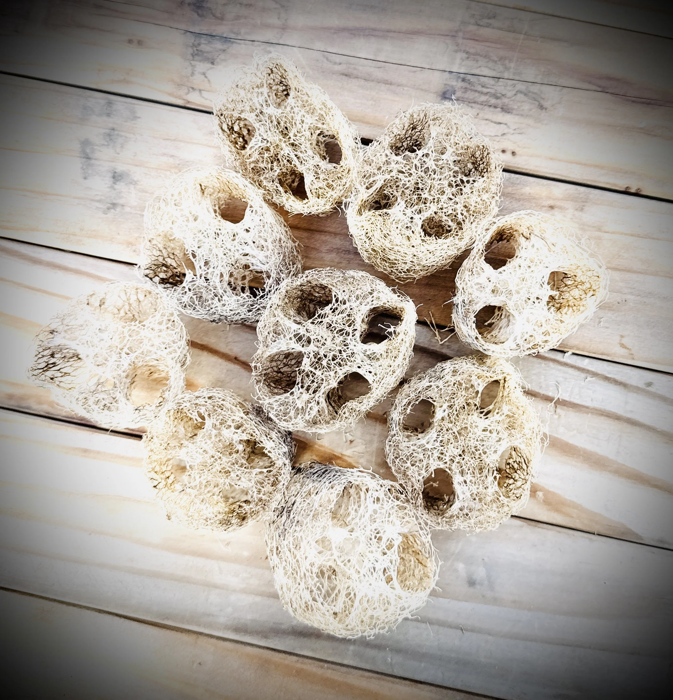 Luffa Slices Grade B- Set of 100 (bulk)