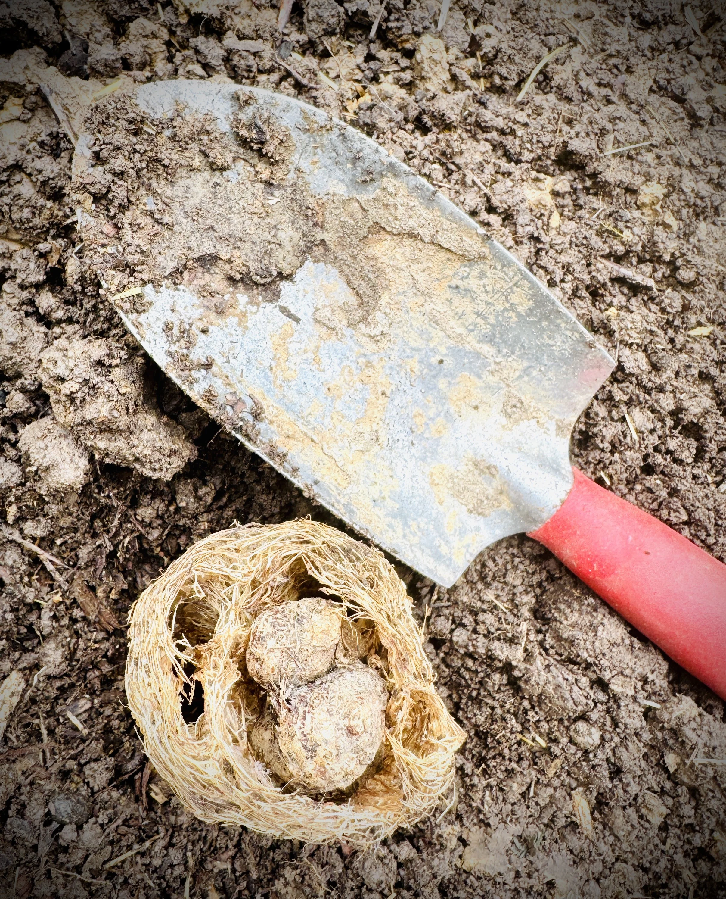 Luffa Flower Bulb Protectors