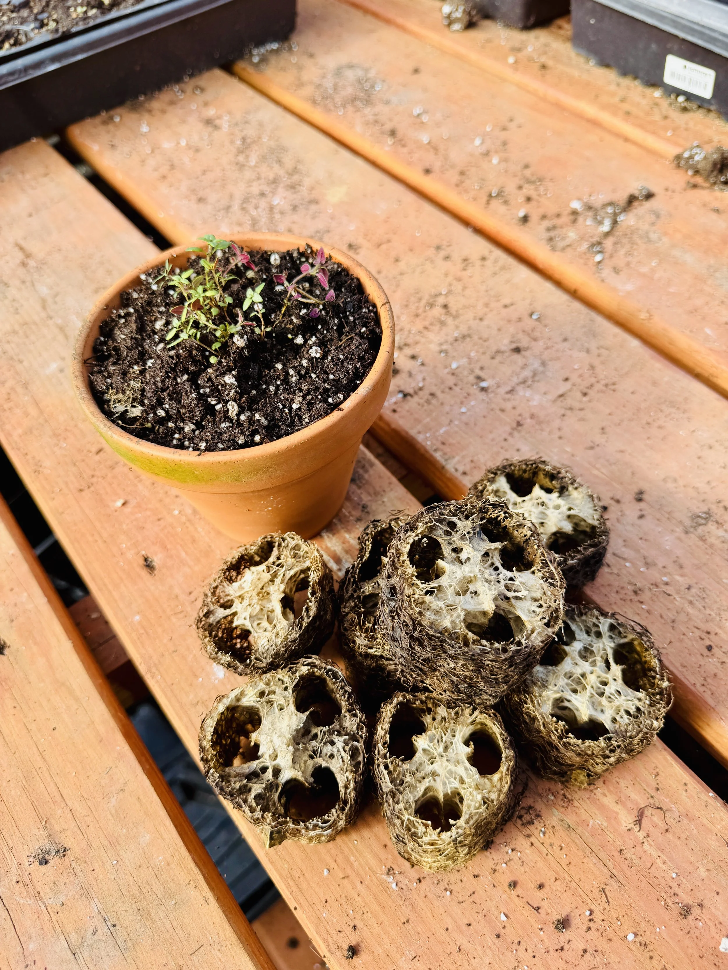 Luffa Flower Bulb Protectors (set of 10)