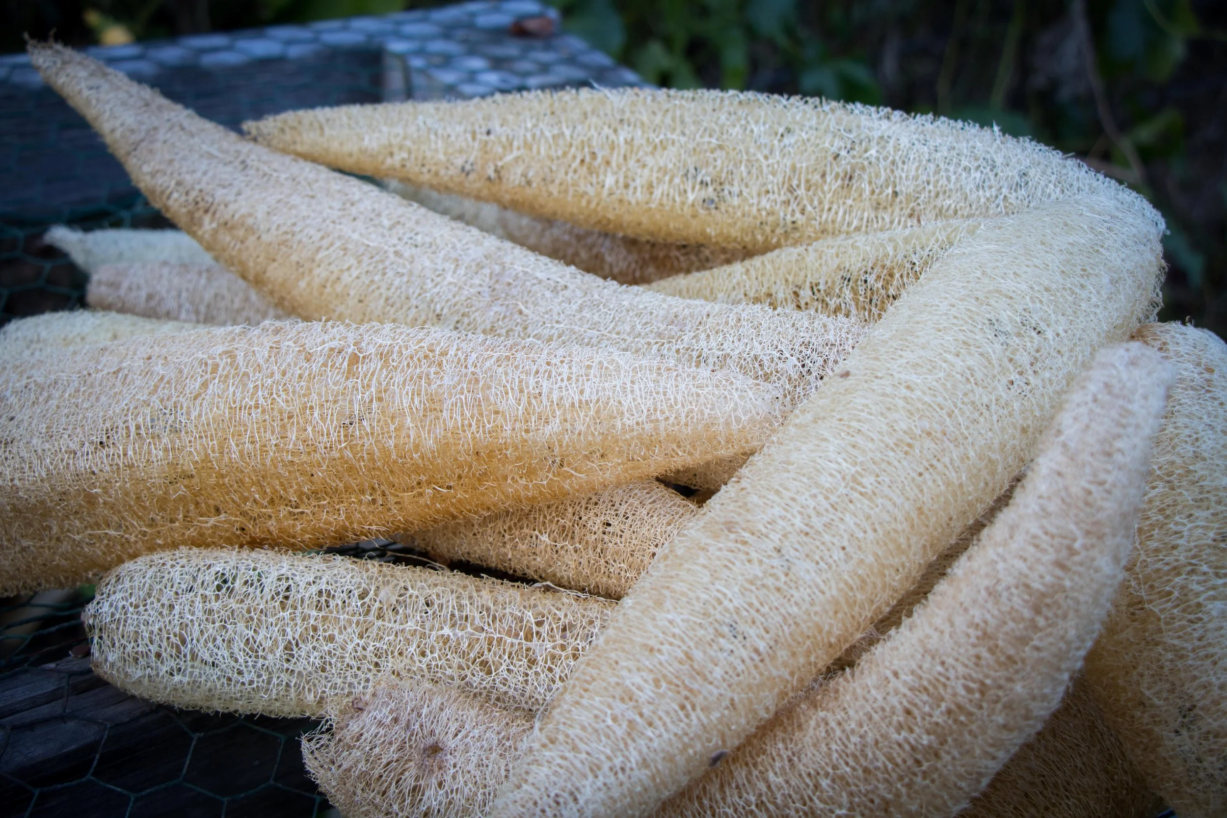 luffa.jpg