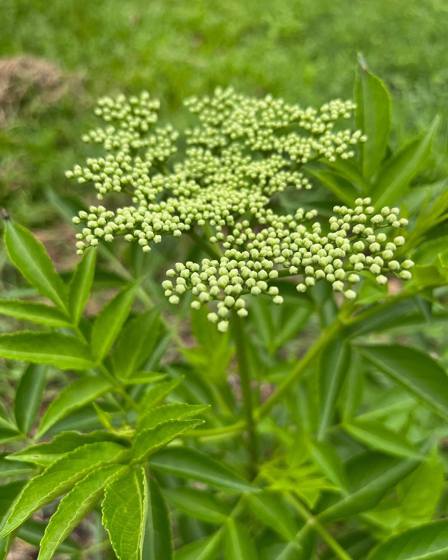 🌼 E L D E R F L O W E R 🌼

#blossoming #botanical #aucheneden #locallygrown #natural #campmountain #flowerpower