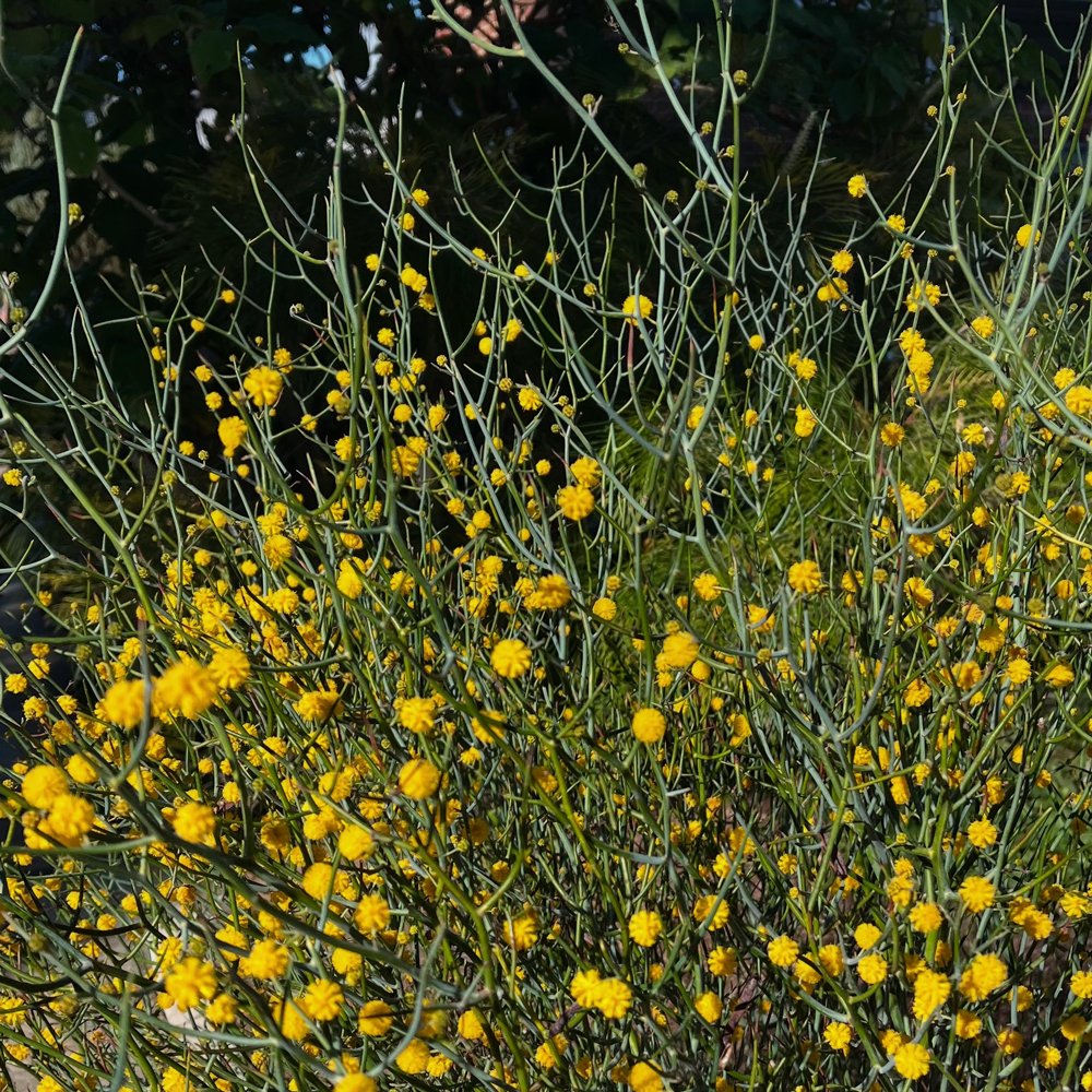 Wattle magic - a beautiful architectural form with golden orbs