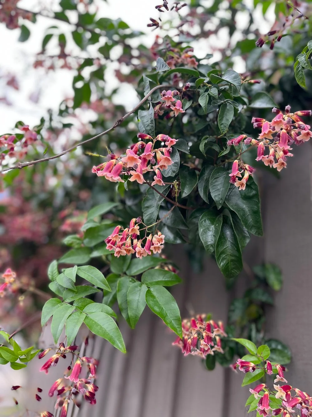 Climbers with pizzaz - Pandorea Ruby bells