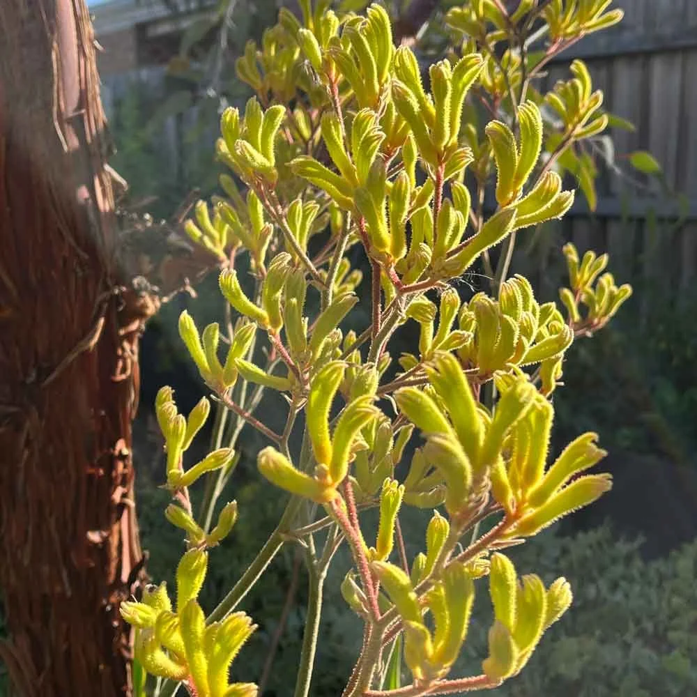 Kangaroo paw features in urban native gardens