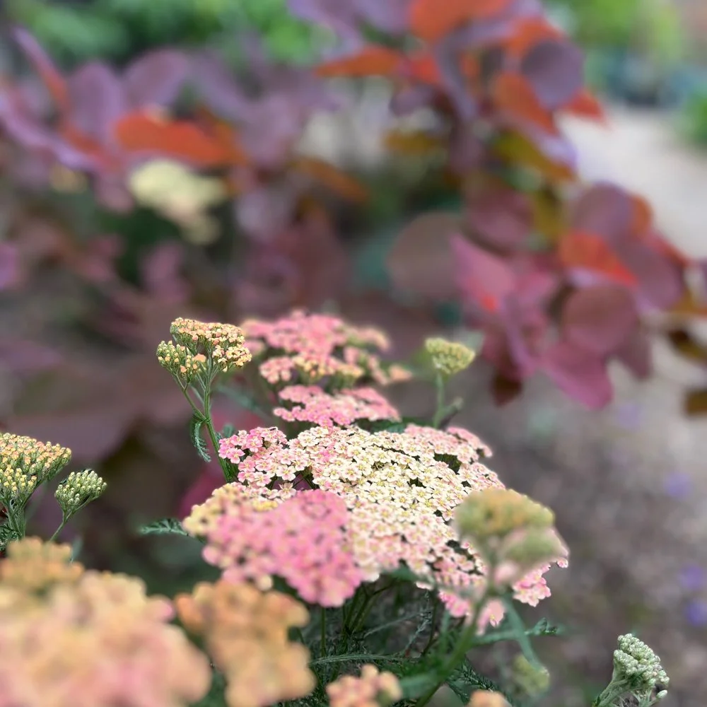 Lush urban gardens with colour by New Foliage Garden Design