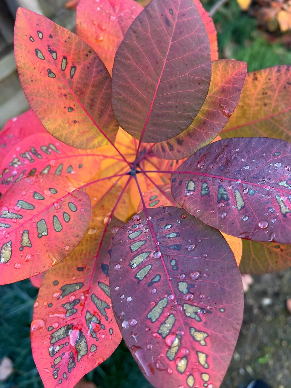 Divine autumn foliage dripping with colour