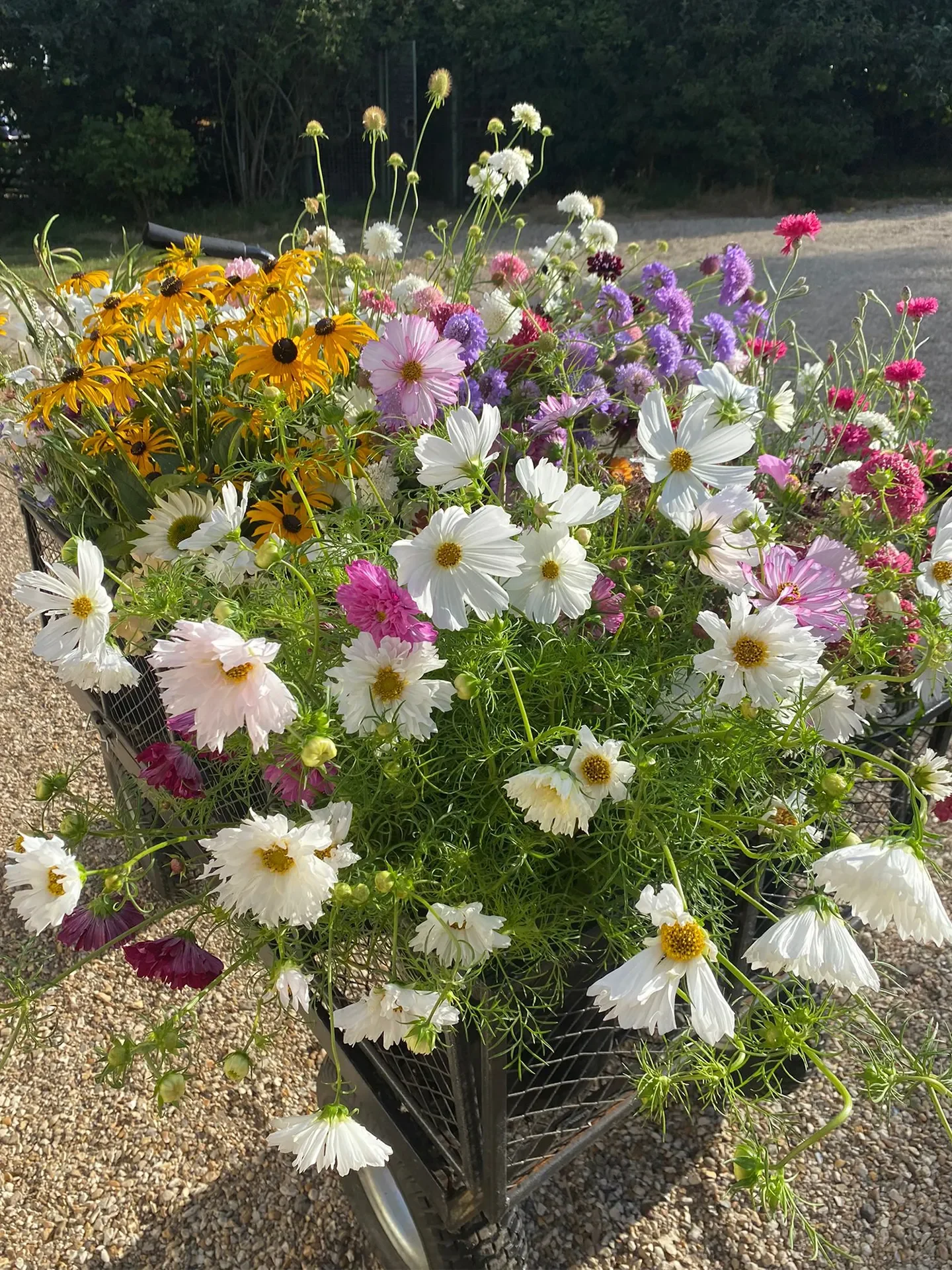 Long Stem Event Bucket