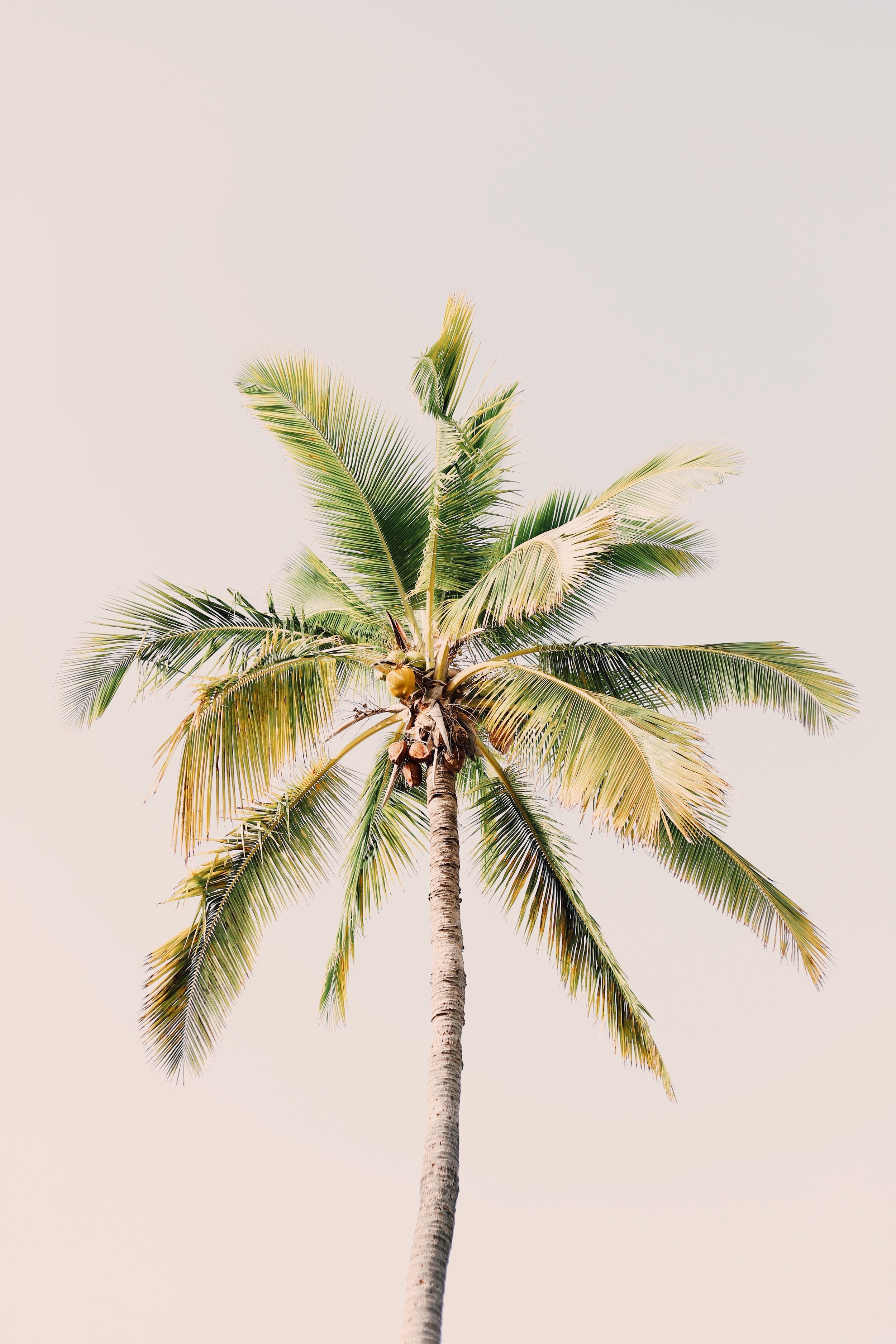 Palm Tree, Luxury Travel Agency, Shoreline Destinations