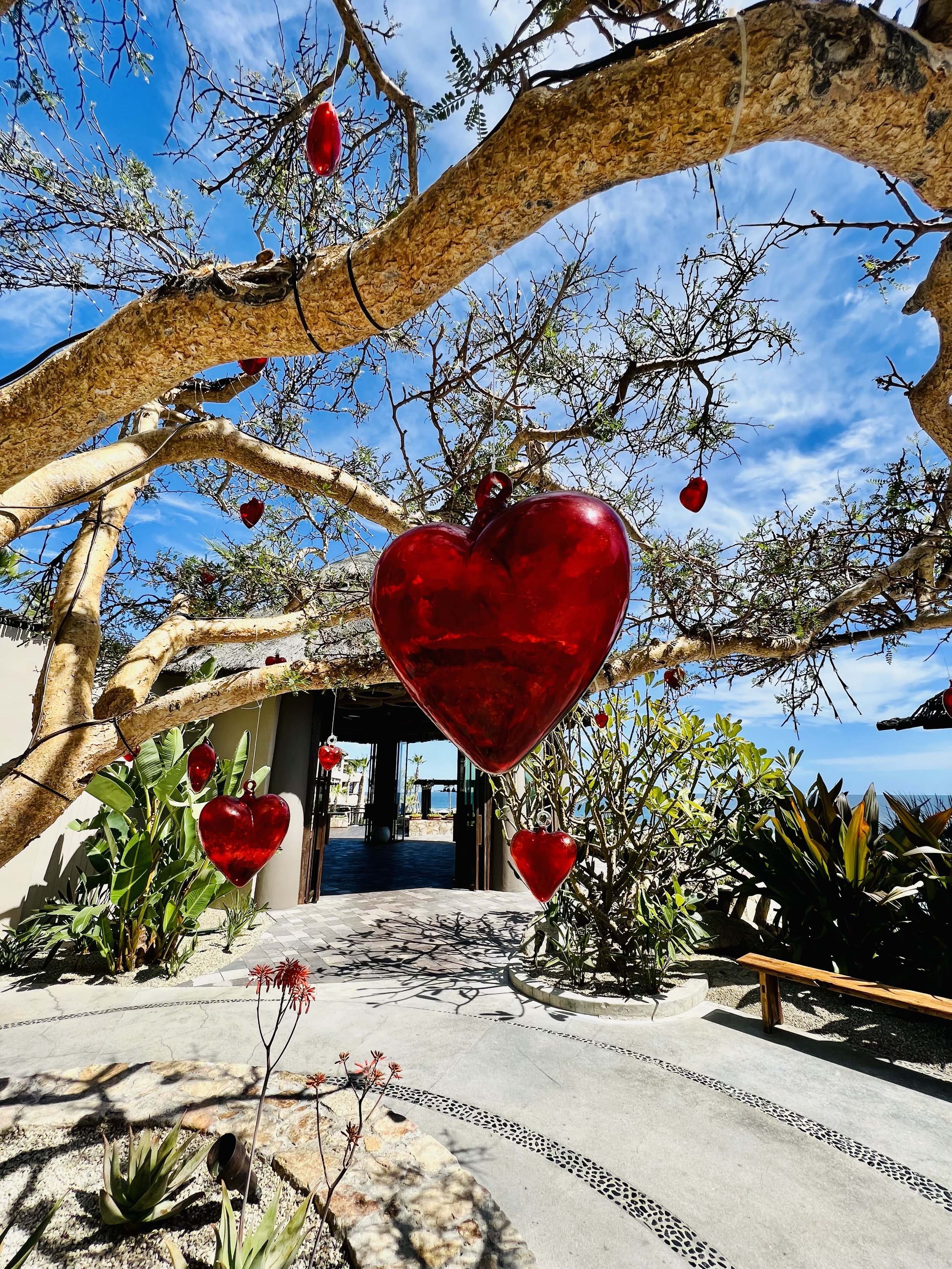 Esperanza Resort Cabo Heart Tree.jpg