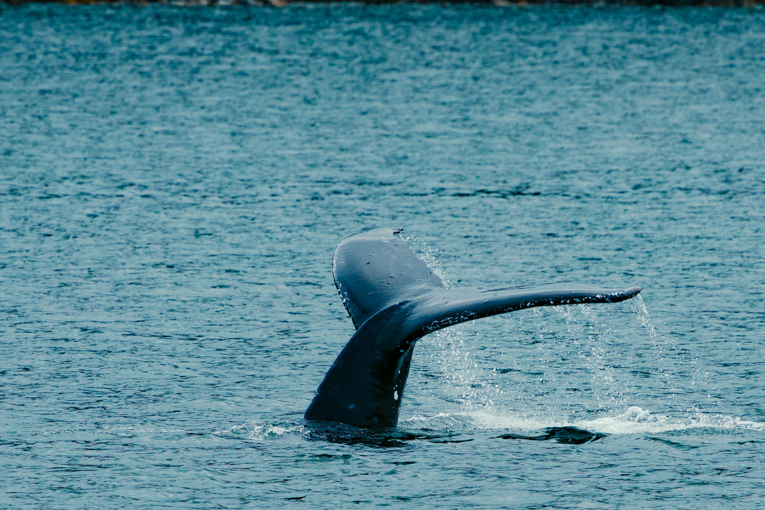 Whale Watching in Juneau