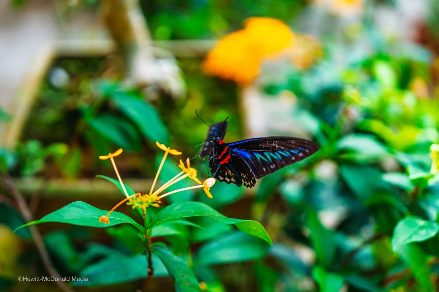 Entopia Butterfly Farm