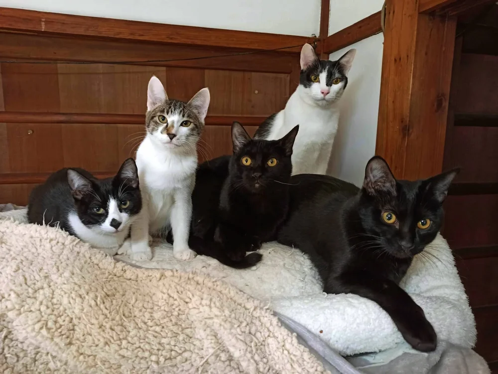 Five rescue cats on a fleece blanket at the cat café