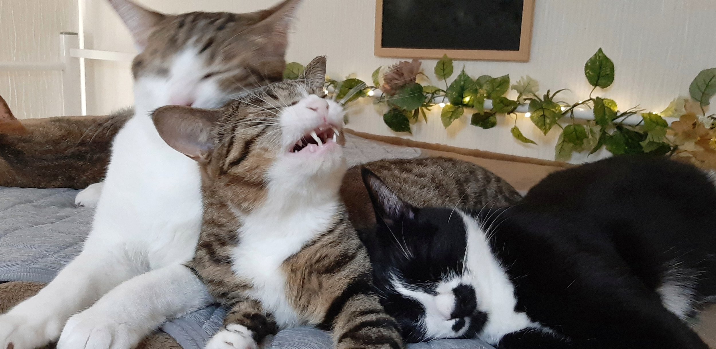 About Us — Japan Cat Network