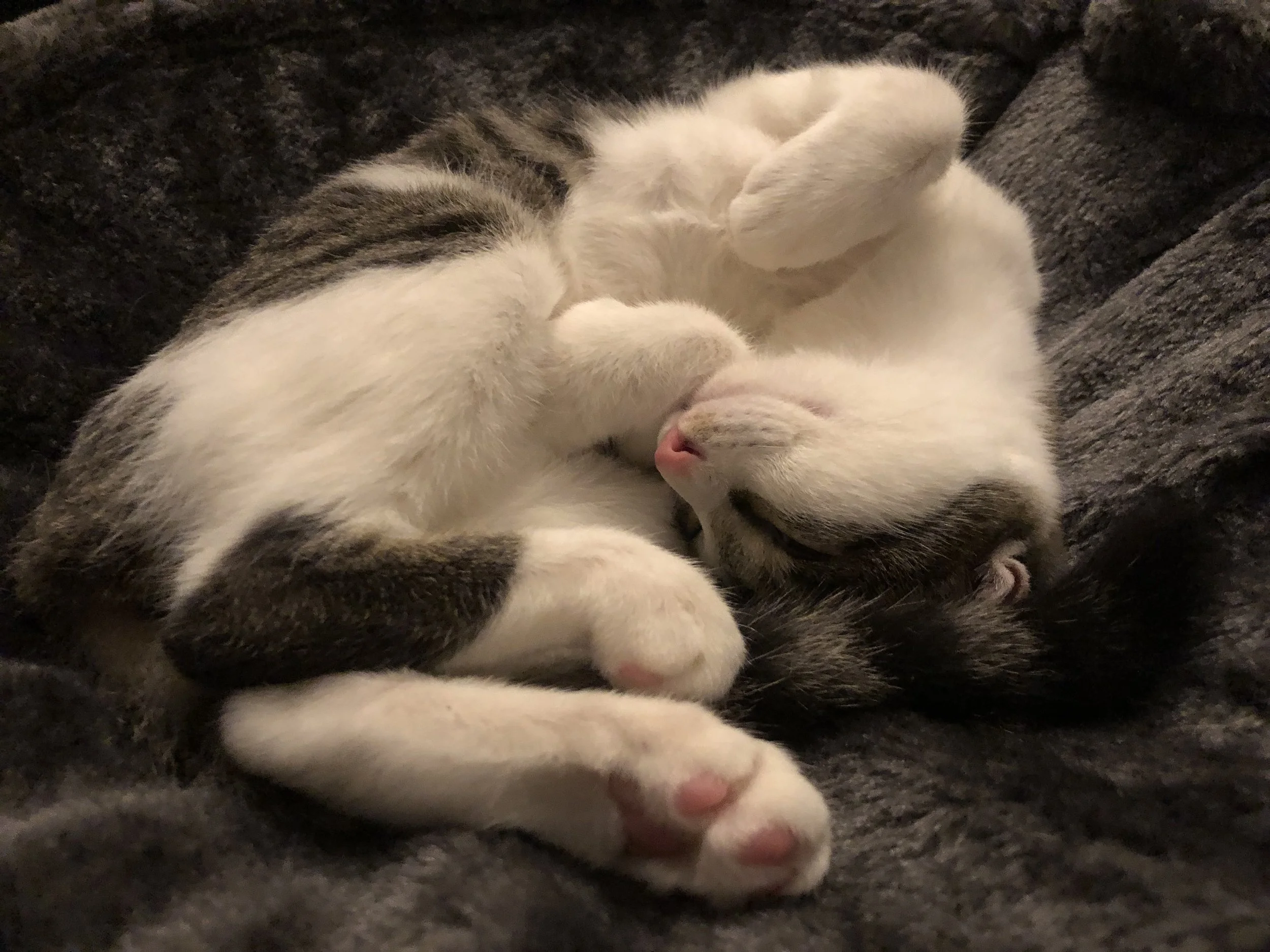 About us — Japan Cat Network International