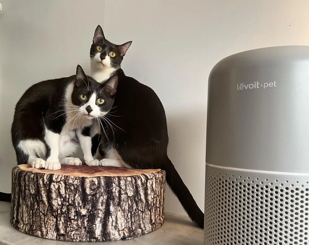 Japan Cat Network International