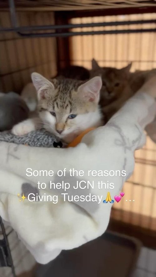 Japan Cat Network International