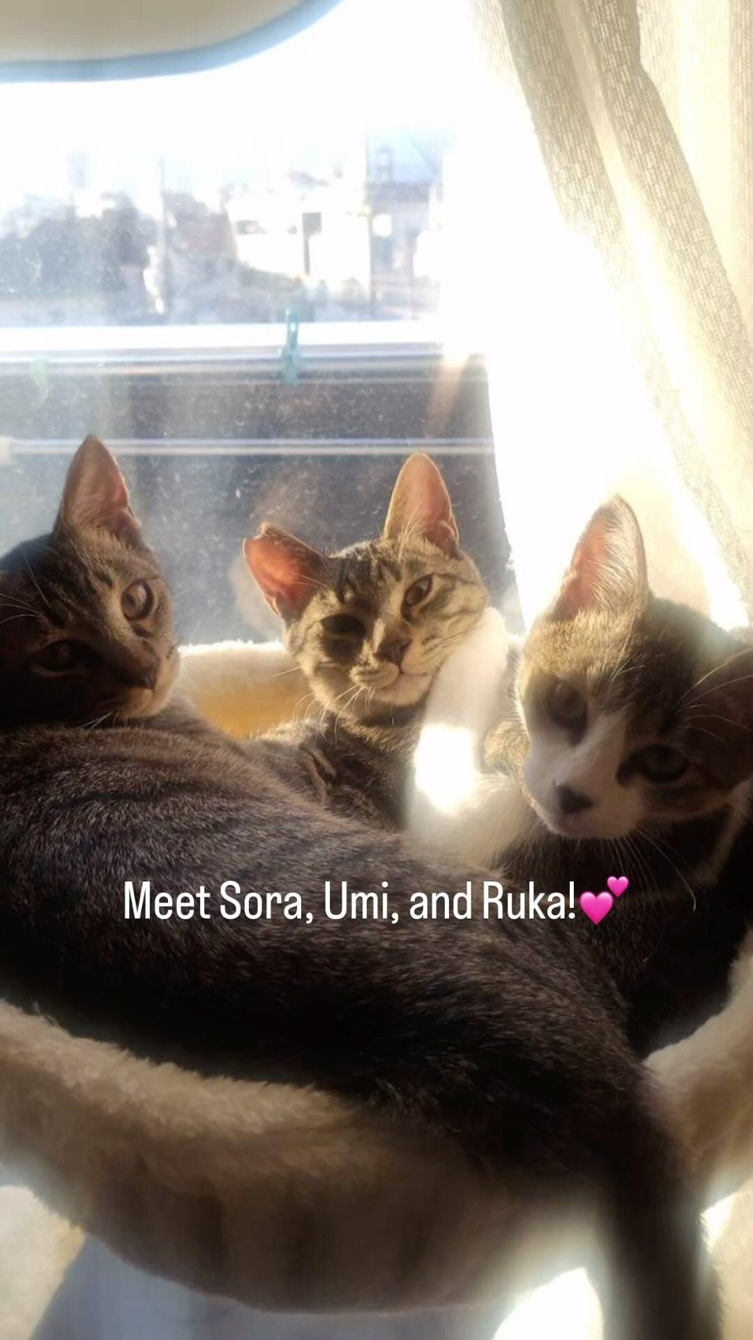 Japan Cat Network International