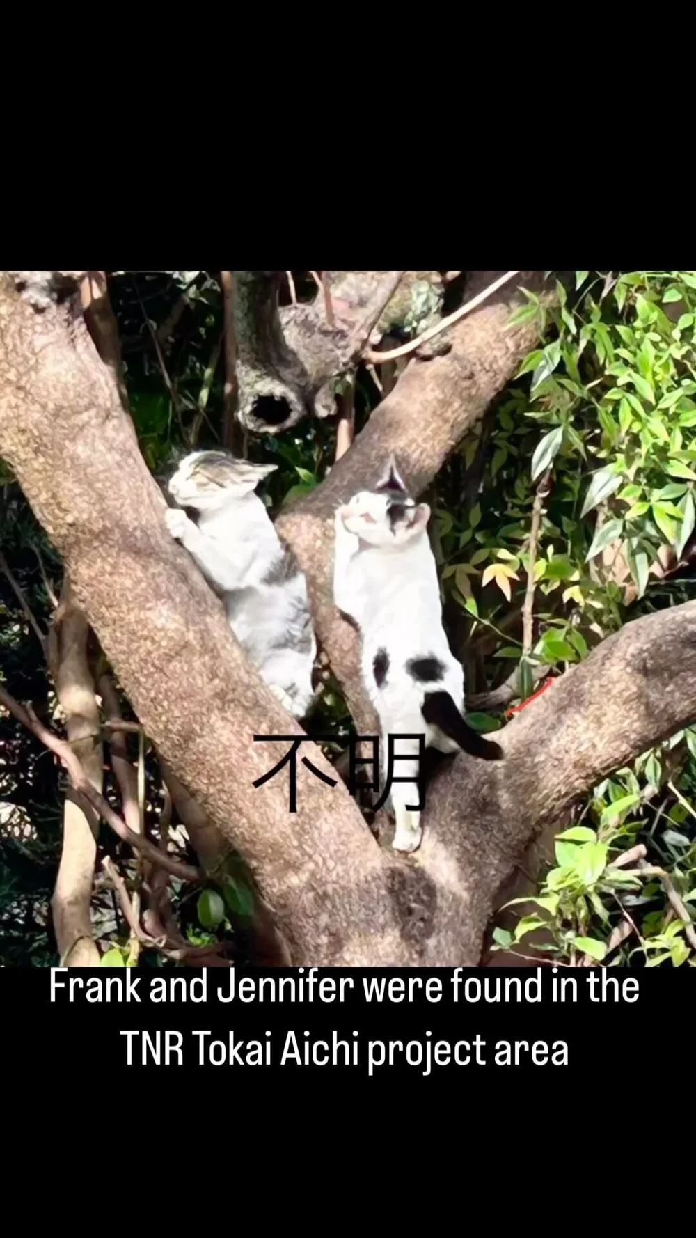 Japan Cat Network International