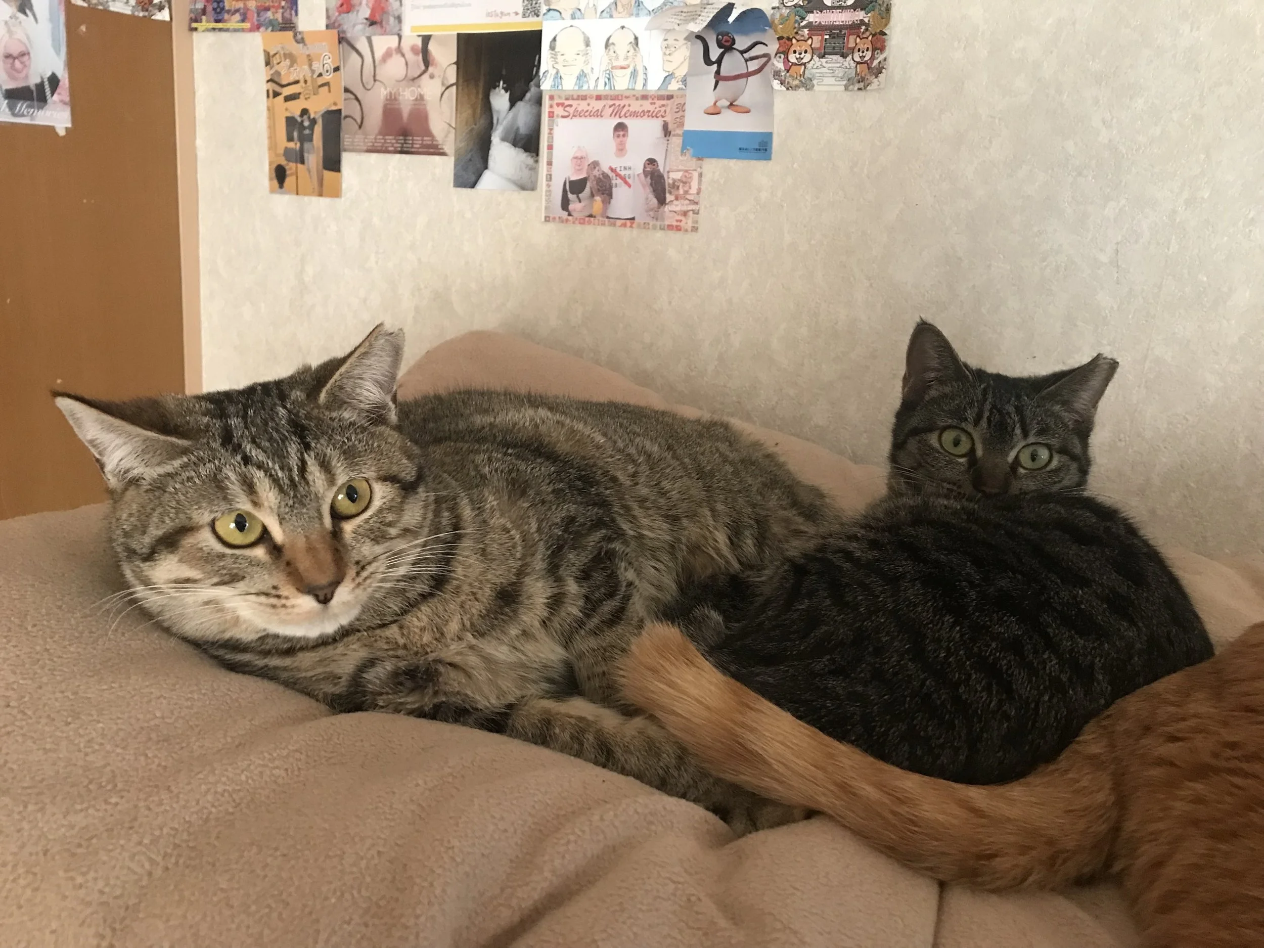 IMG_0929.jpeg