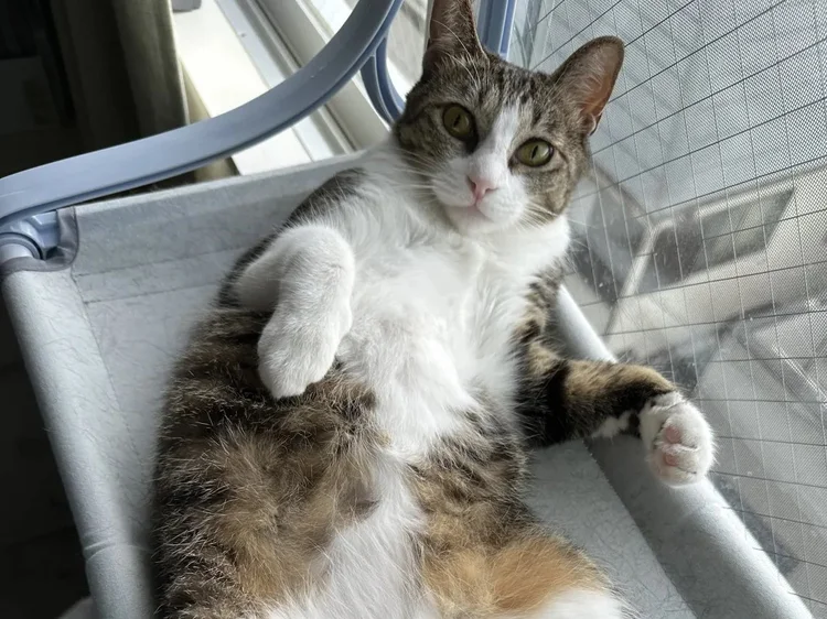 A tabby and white cat lounging on a hammock by a window