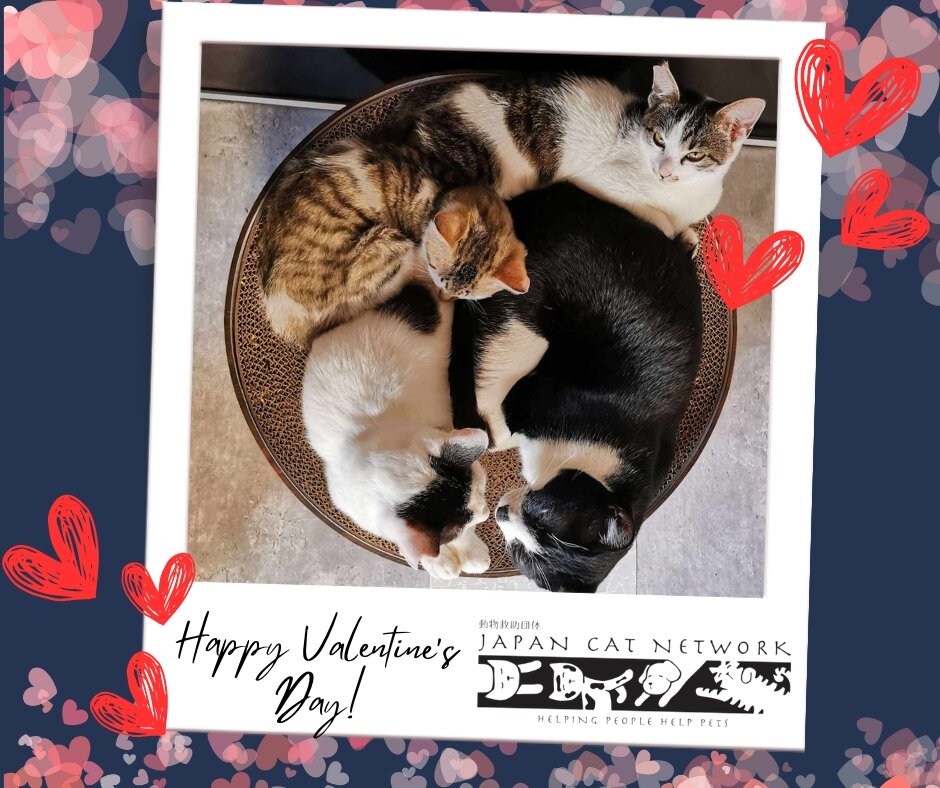What better Valentine than our furry friends? 💕🐈