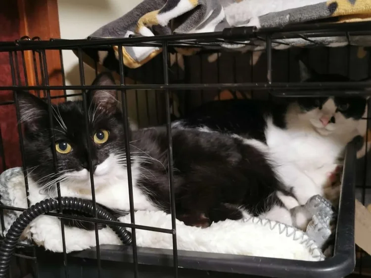 A black and white cat resting in a crate