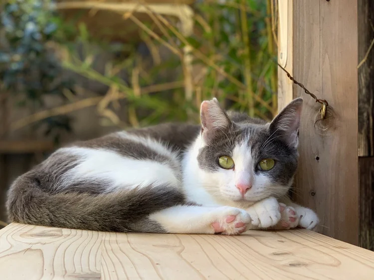 A grey and white cat resting on a wooden ledge